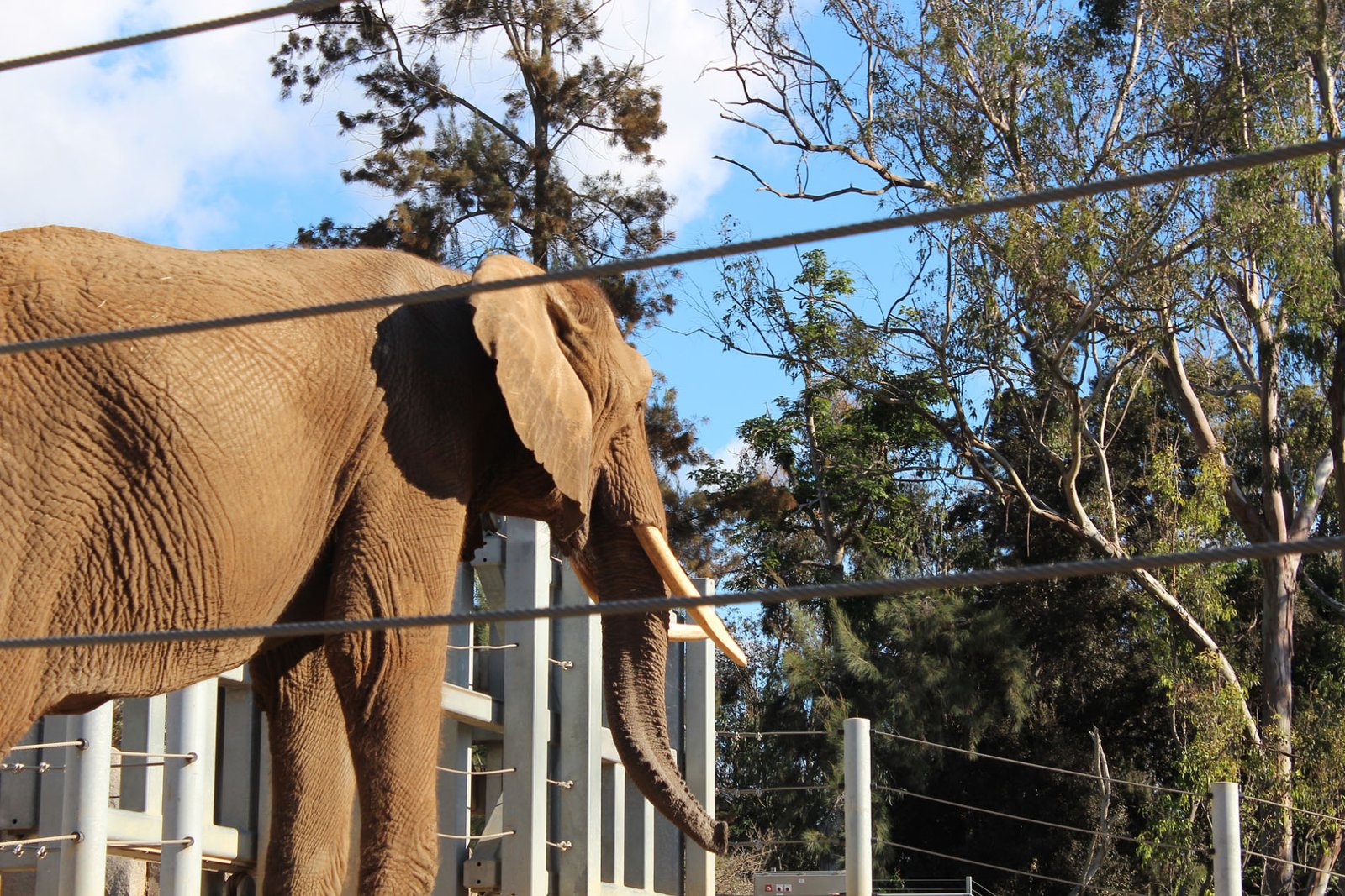 San Diego Zoo Part II 045